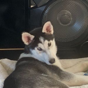 Meet your Posher, Nichole